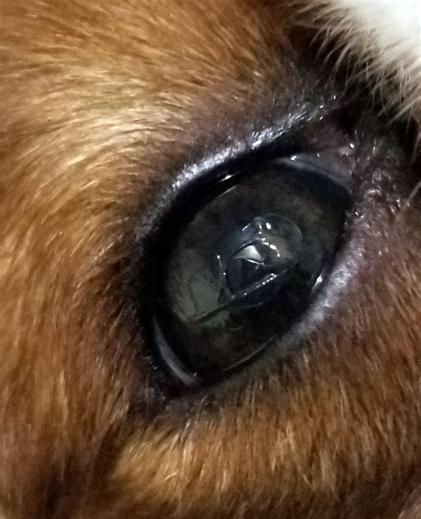 severe dry eye in dogs